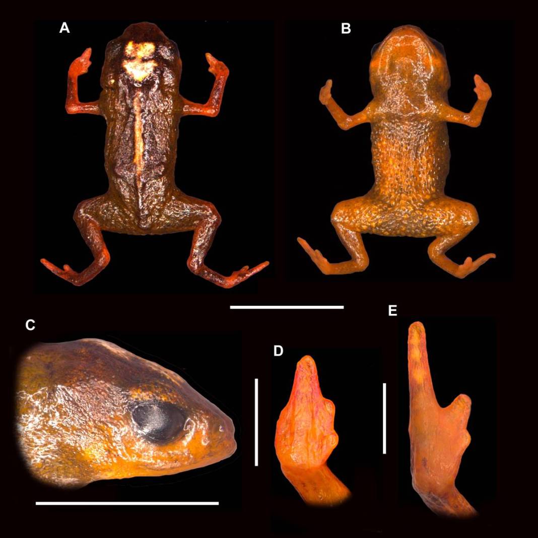 Dünyanın en küçük kurbağası ilan edildi: Görenler şaştı kaldı! Kuyruğu yok ama omurgası var 6
